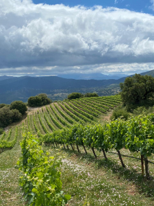 roussanne_3