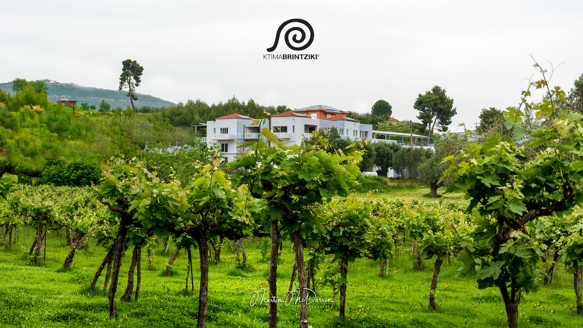vineyards15 brintzikis